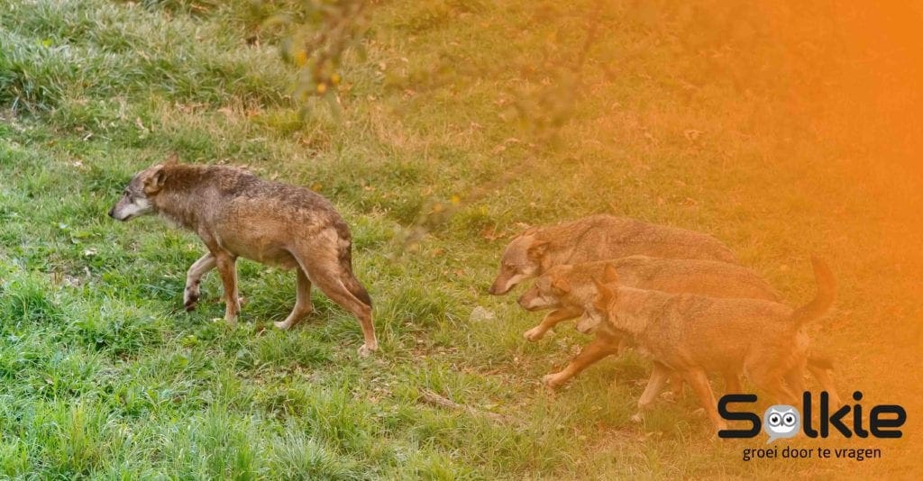Geef leiding aan het dierlijke, Solkie, Groei door te vragen, Gastblog Amber Rookus